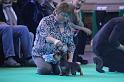 Crufts_dachshunds 055